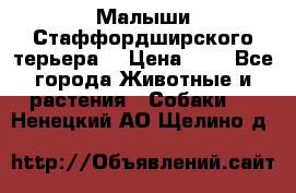 Малыши Стаффордширского терьера  › Цена ­ 1 - Все города Животные и растения » Собаки   . Ненецкий АО,Щелино д.